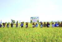 Kabupaten Konawe kembali menegaskan posisinya sebagai lumbung pangan Sulawesi Tenggara melalui kegiatan Panen Raya di Kelurahan Mata Iwoi, Kecamatan Tongauna, Senin (26/5/2025). Acara yang dihadiri langsung oleh Gubernur Sultra, Bupati Konawe Yusran Akbar, ST, serta Wakil Ketua DPRD Konawe Nuryadin Tombili bersama sejumlah anggota legislatif lainnya, menjadi bukti nyata komitmen pemerintah dalam membangun ketahanan pangan daerah.