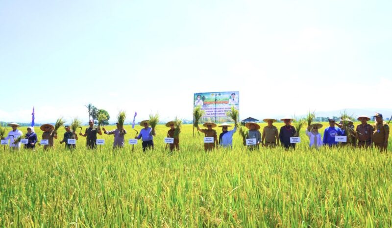 Kabupaten Konawe kembali menegaskan posisinya sebagai lumbung pangan Sulawesi Tenggara melalui kegiatan Panen Raya di Kelurahan Mata Iwoi, Kecamatan Tongauna, Senin (26/5/2025). Acara yang dihadiri langsung oleh Gubernur Sultra, Bupati Konawe Yusran Akbar, ST, serta Wakil Ketua DPRD Konawe Nuryadin Tombili bersama sejumlah anggota legislatif lainnya, menjadi bukti nyata komitmen pemerintah dalam membangun ketahanan pangan daerah.