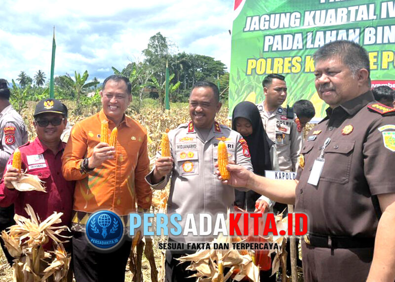 Kapolda Didik Agung Widjanarko (tengah) didampingi Sekda Konawe, Ferdind (kiri) dan Kajari Fachrizal (kanan), memetik jagung dengan tangan, senyum lebar, latar belakang hamparan tanaman jagung siap panen di lahan SMKNPP 5 Wawotobi, Kabupaten Konawe, Sulawesi Tenggara, Kamis (13/11/2025).