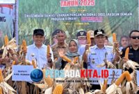 Panen Jagung Hibrida: Bupati Konawe H. Yusran Akbar ST menyaksikan langsung produktivitas jagung pakan di Desa Tetehaka yang mencapai 8,3 ton/ha tanpa pupuk, sebuah rekor yang menjanjikan untuk swasembada pangan.