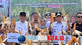 Panen Jagung Hibrida: Bupati Konawe H. Yusran Akbar ST menyaksikan langsung produktivitas jagung pakan di Desa Tetehaka yang mencapai 8,3 ton/ha tanpa pupuk, sebuah rekor yang menjanjikan untuk swasembada pangan.
