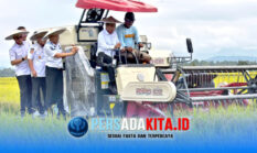Aksi Wamendagri dan Bupati Yusran Akbar Mengendarai Combine Harvester Warnai Panen Raya Konawe