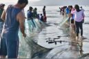 Ribuan peserta dari berbagai OPD, Pramuka, dan masyarakat bahu-membahu menarik jala ikan di tepi Pantai Tanjung Lalimbue.