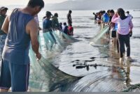 Ribuan peserta dari berbagai OPD, Pramuka, dan masyarakat bahu-membahu menarik jala ikan di tepi Pantai Tanjung Lalimbue.