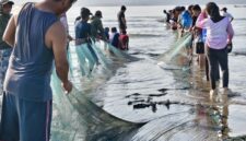 Ribuan peserta dari berbagai OPD, Pramuka, dan masyarakat bahu-membahu menarik jala ikan di tepi Pantai Tanjung Lalimbue.