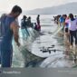 Ribuan peserta dari berbagai OPD, Pramuka, dan masyarakat bahu-membahu menarik jala ikan di tepi Pantai Tanjung Lalimbue.
