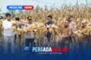 Wakapolres Konawe Kompol Hasruddin, S.E., M.M., bersama pejabat dan petani memperlihatkan hasil panen jagung varietas BISI 2 di Desa Langgonawe.

