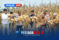 Wakapolres Konawe Kompol Hasruddin, S.E., M.M., bersama pejabat dan petani memperlihatkan hasil panen jagung varietas BISI 2 di Desa Langgonawe.
